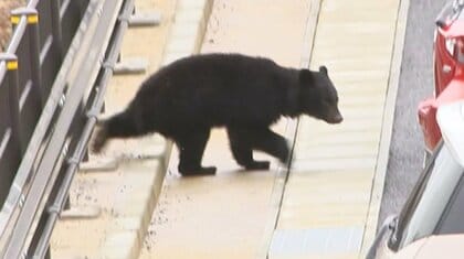 【（・(ｪ)・）】町に現れる『クマ』意外に好むにおいは「ぬか漬け」強いにおいに寄ってくる　「どこで遭遇してもおかしくない」